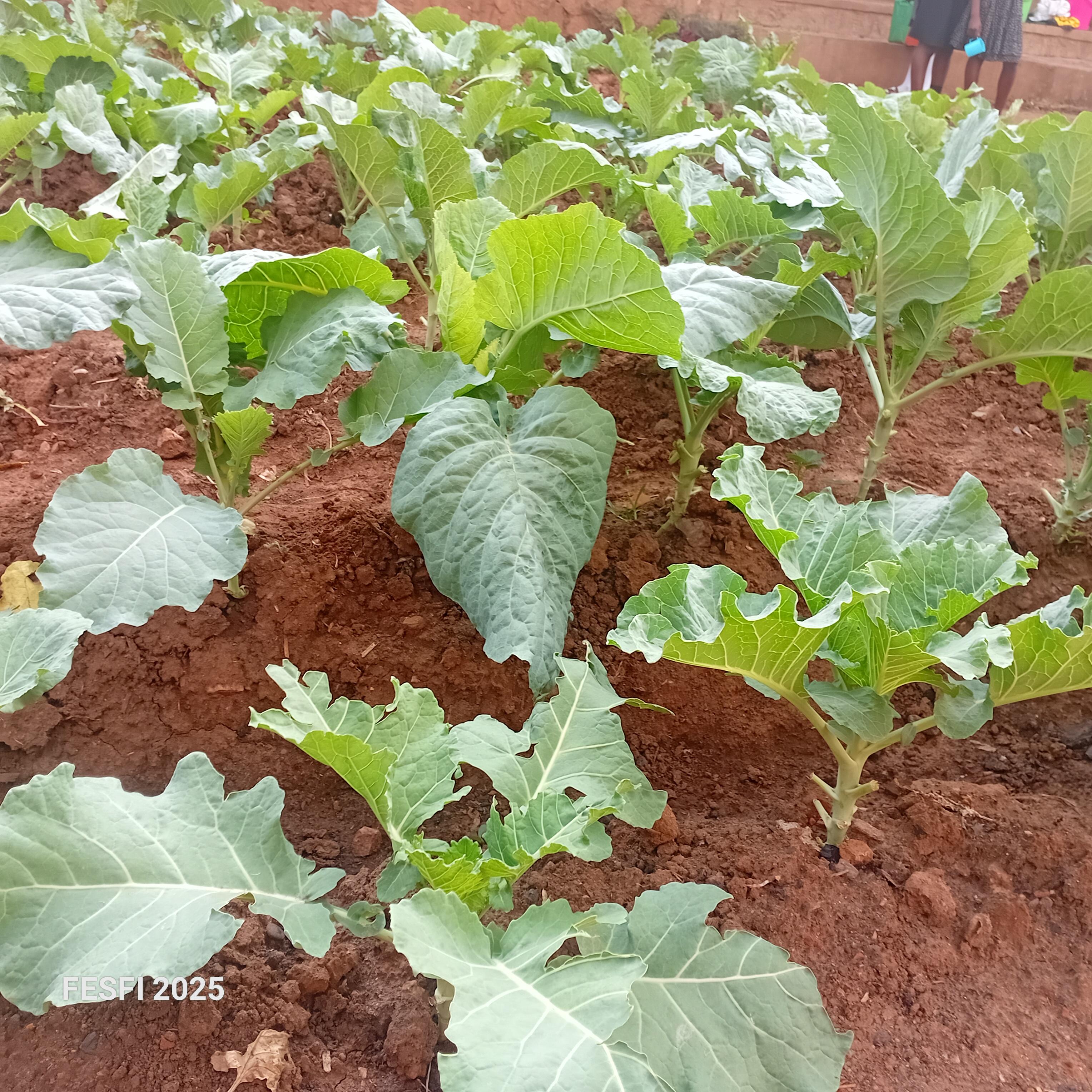 Vegetable Growing