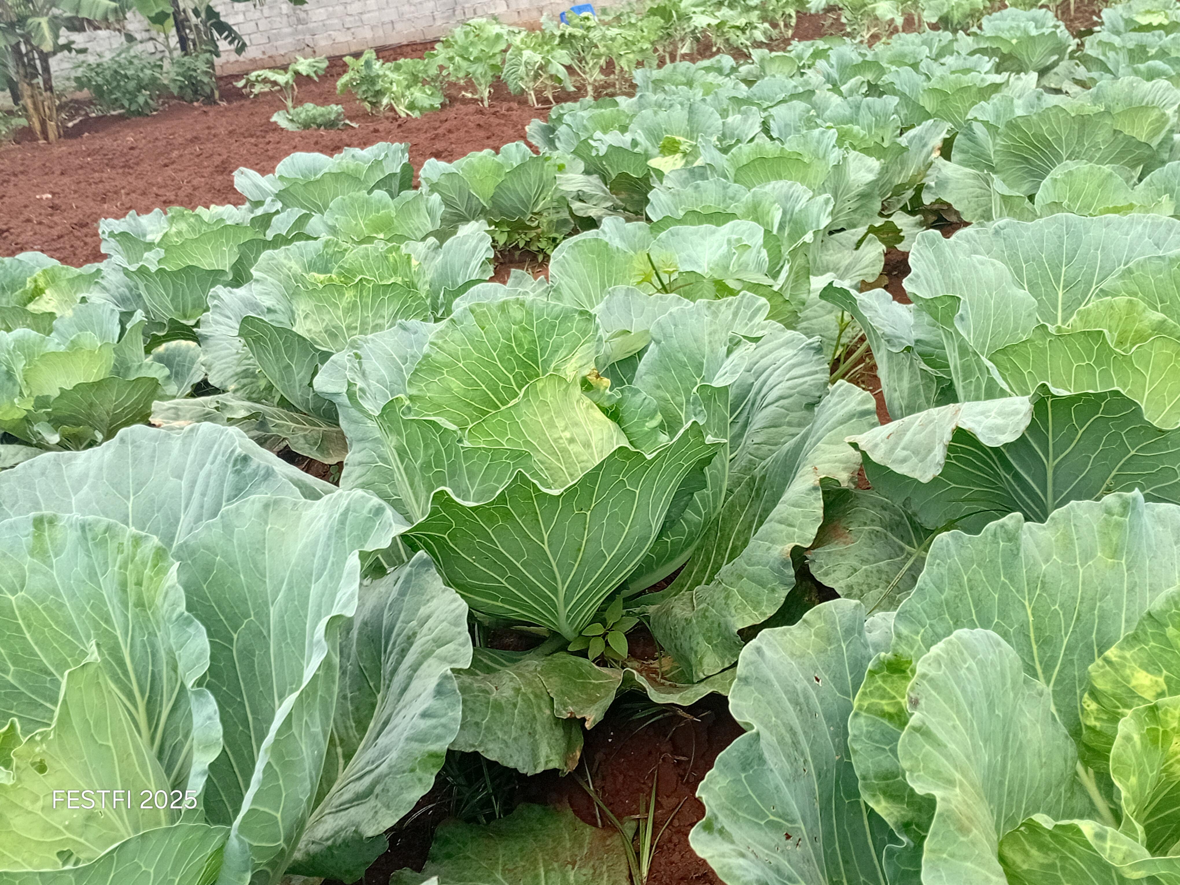 Vegetale Groeing in action